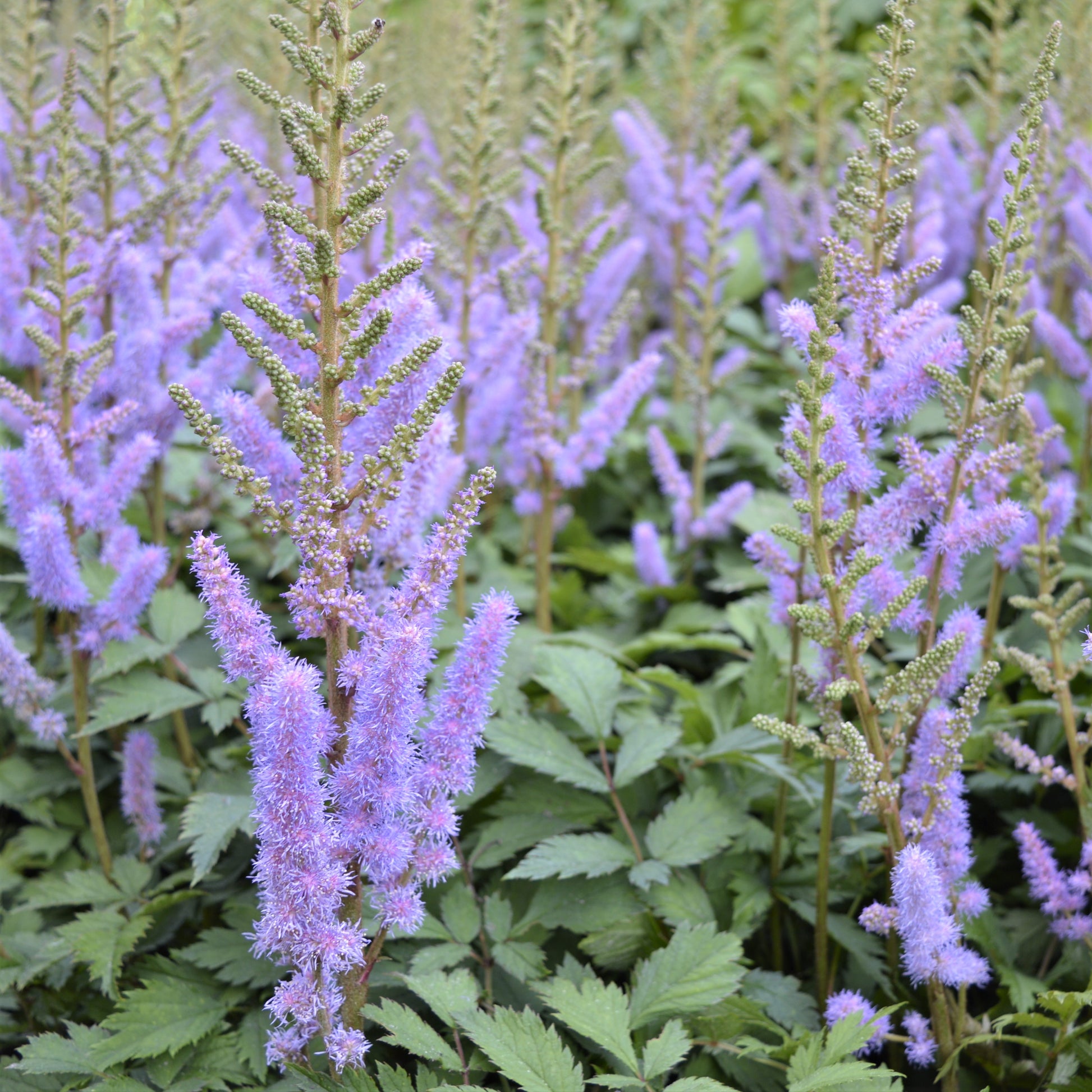 Lavender-Hued Astilbe Chinensis Pumila