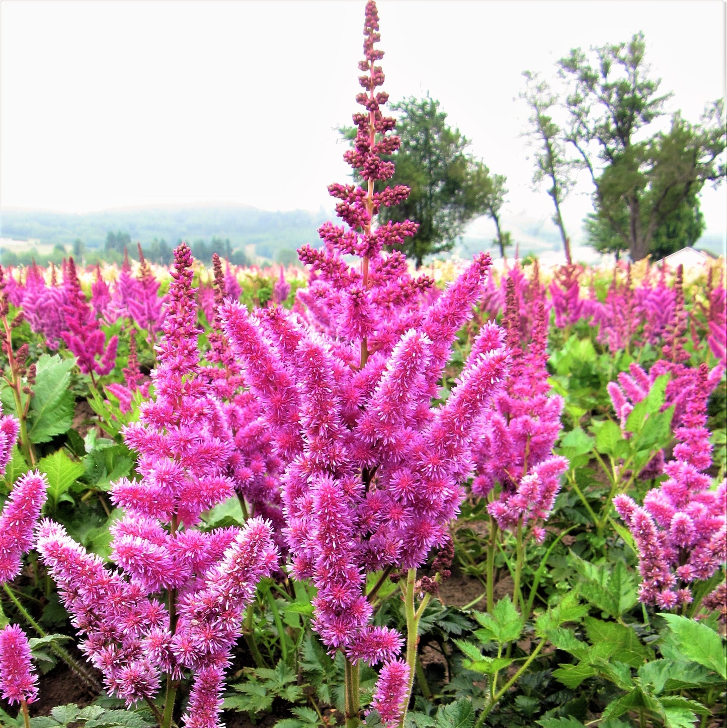 Pretty Pink Astilbe