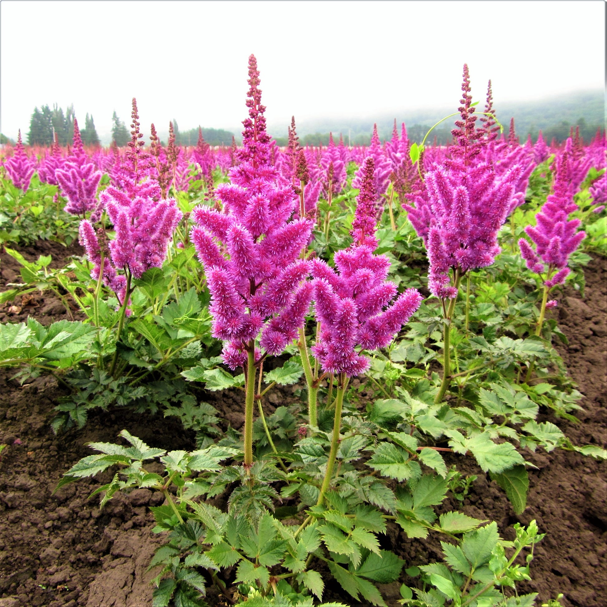 A Field Full of Astilbe Vision