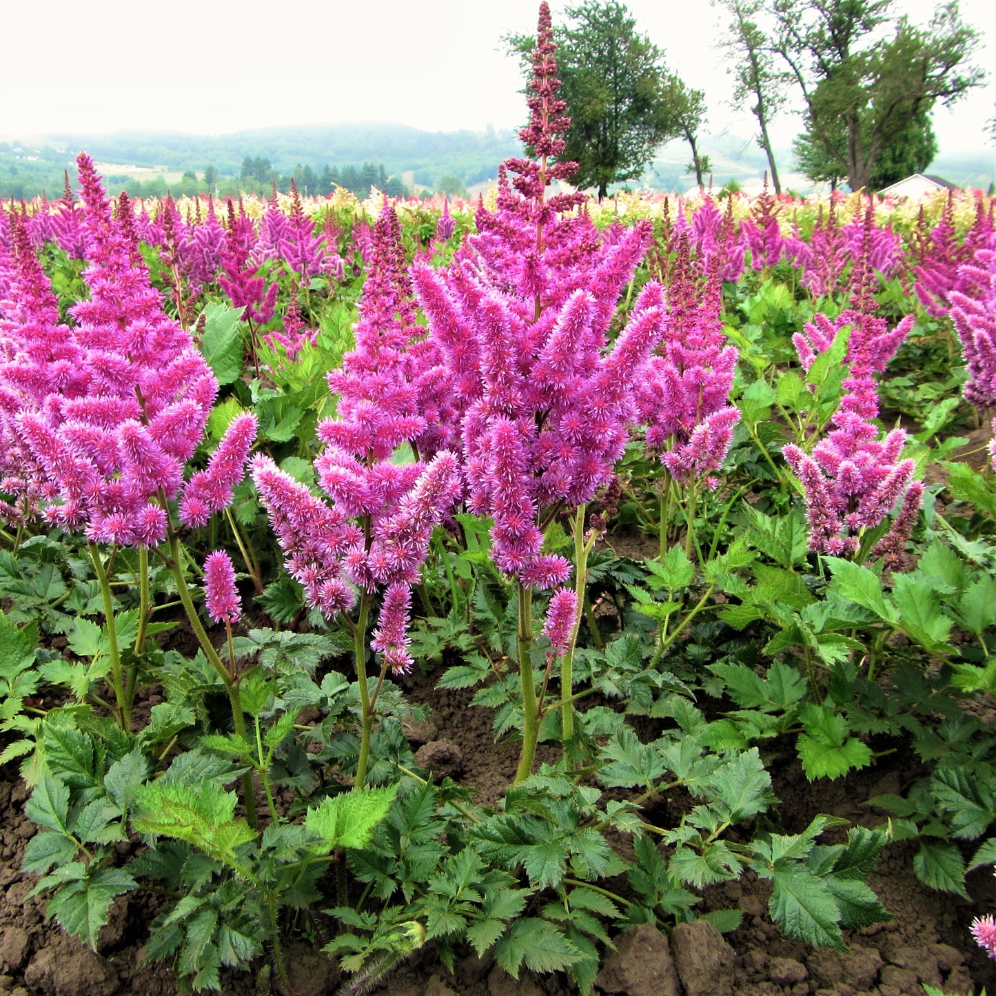 A Sea of Raspberry-Colored Astilbe