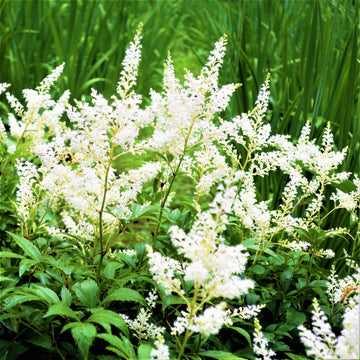 Easy to Grow Astilbe Bareroot Garden Plants - Shade, Outdoors – Easy To ...