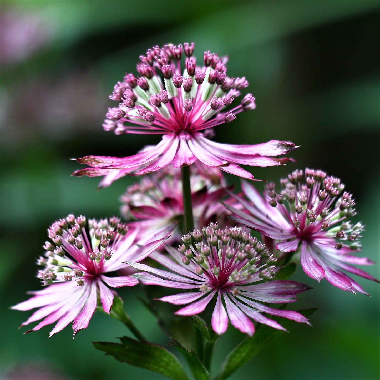 Astrantia - Abbey Road