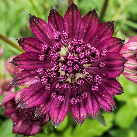 Extreme Close Up Astrantia Venice Magenta Flower