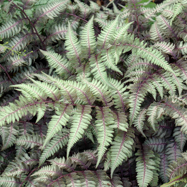 Fern Plants for Sale | Athyrium Nipponicum Burgundy Lace – Easy To Grow ...