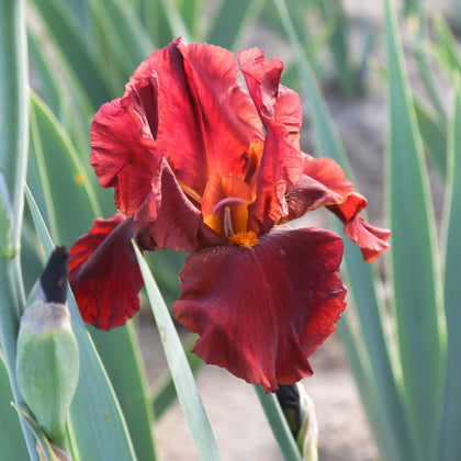 Deep Red Reblooming Bearded Iris Bernice's Legacy – Easy To Grow Bulbs