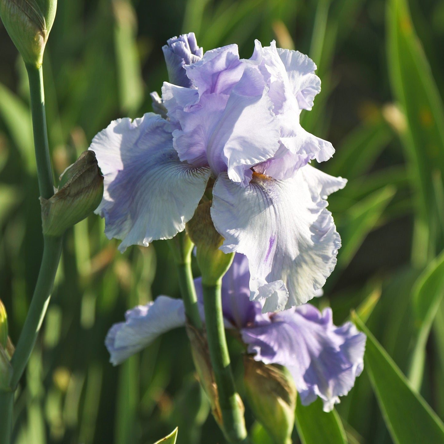 Bearded Iris - Califlora Rio Vista (Reblooming)