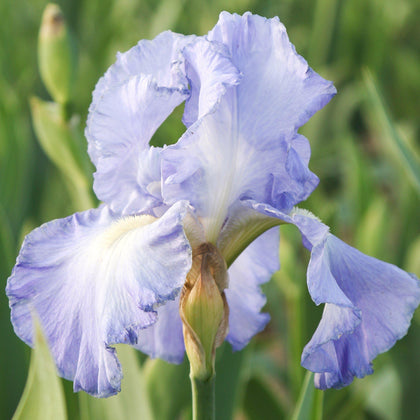 Lavender Blue Reblooming Bearded Iris Victoria Falls Rhizomes – Easy To ...