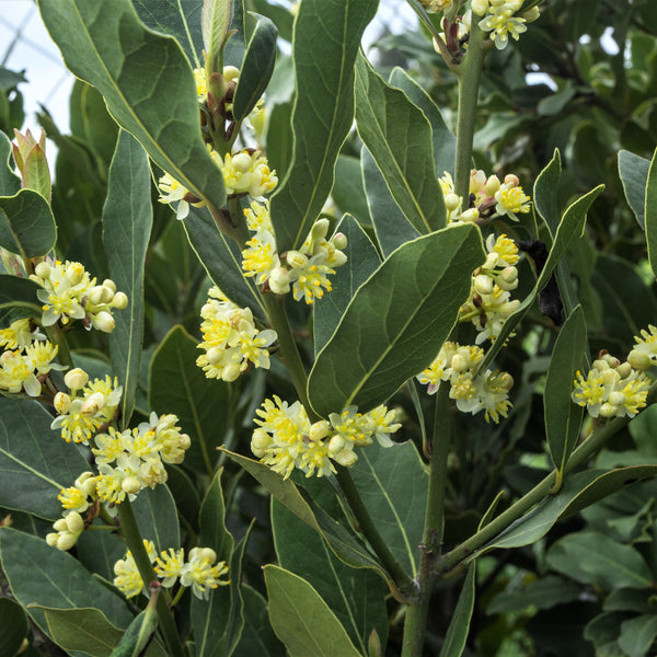 Bay Laurel Potted Plants For Sale Sweet Bay Easy To Grow Bulbs   Bay Laurel 319353308.SHUT 600x 