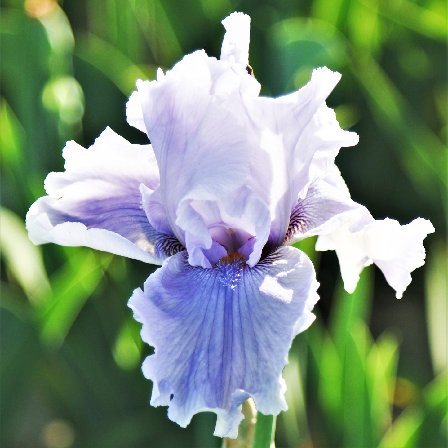 Bearded Iris - Califlora Rio Vista (Reblooming)