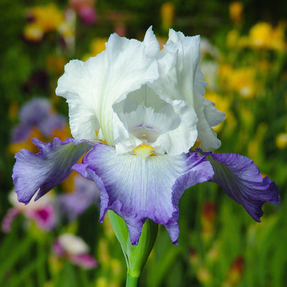 Reblooming Bearded Iris Clarence