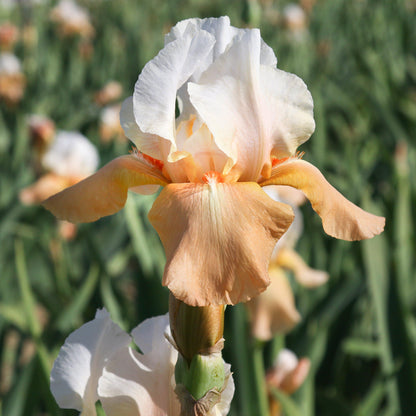 Apricot and White Reblooming Bearded Iris Invitation