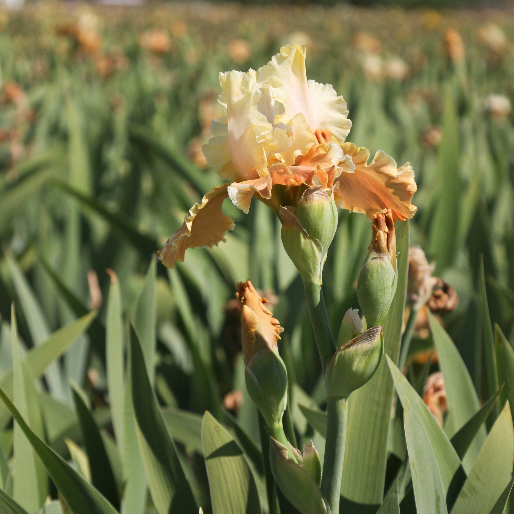 Iris Invitation in the field