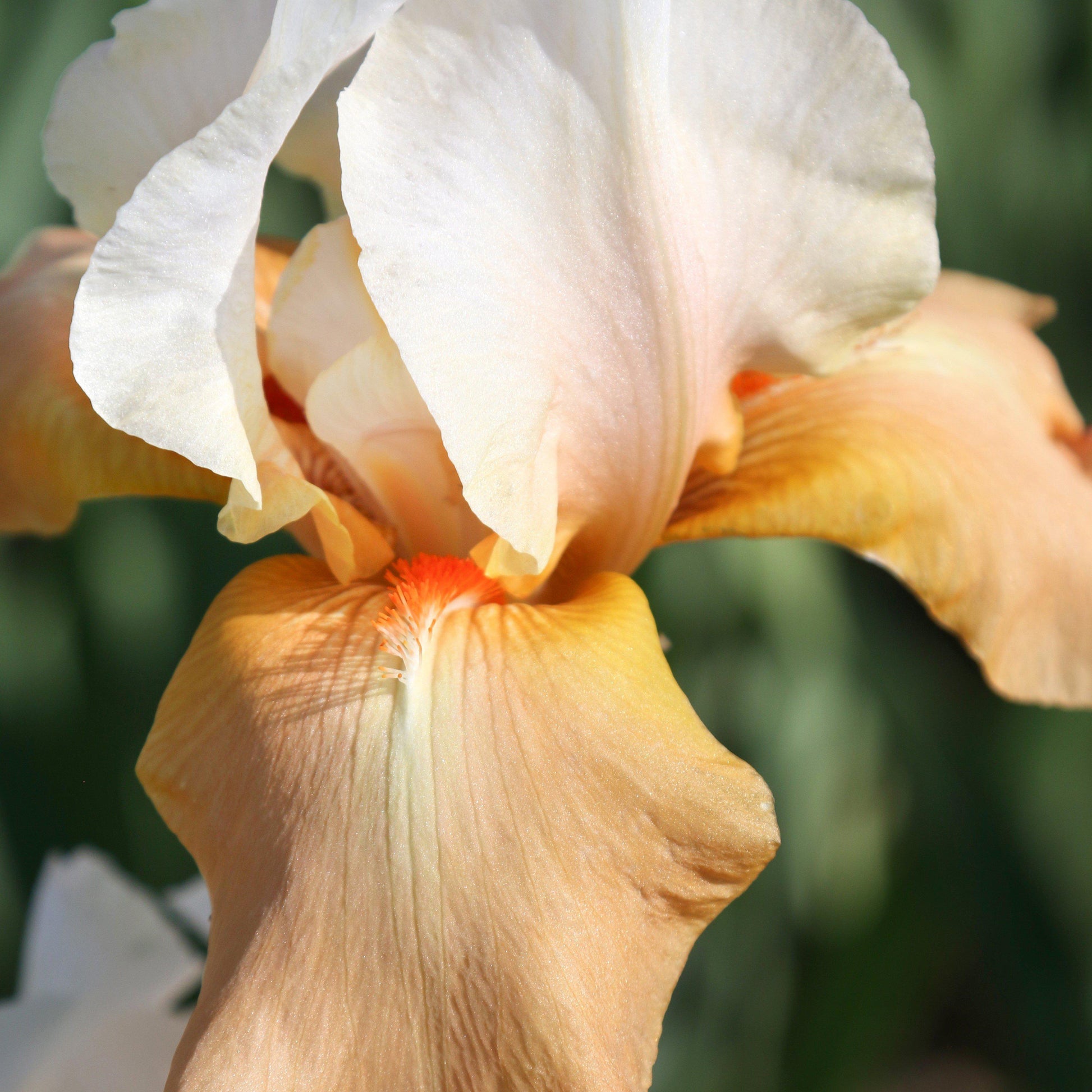 Orange beard of Iris Invitation