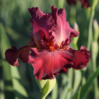 Garnet Red Fragrant Reblooming Bearded Iris Lady Friend Bulbs – Easy To ...