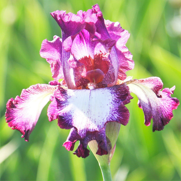 Long Blooming Purple and Burgundy Iris | Tennison Ridge – Easy