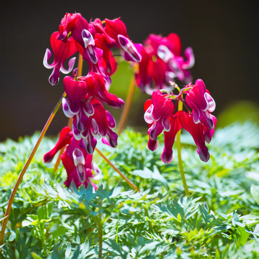 Dicentra Bleeding Hearts