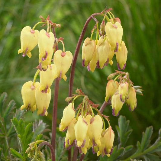 Dicentra - Sulphur Hearts