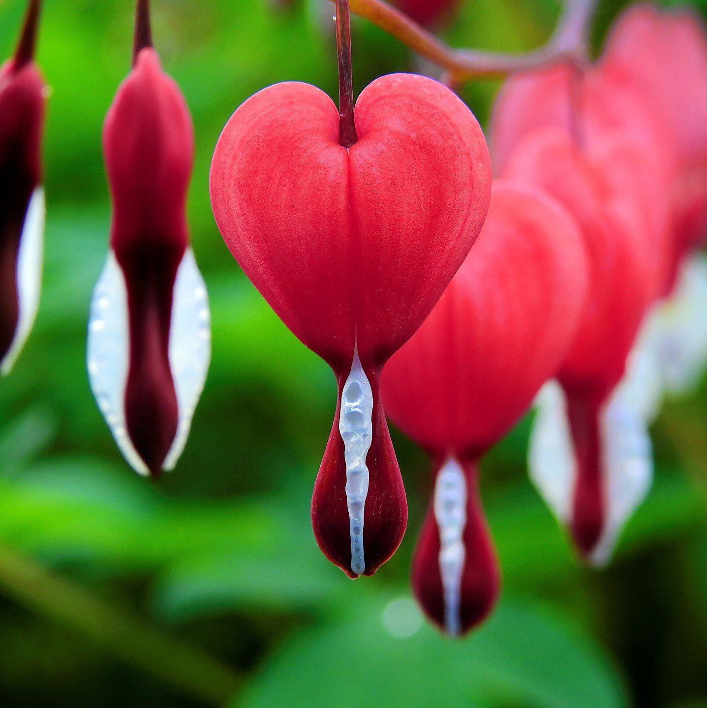 Dicentra Valentine for Sale