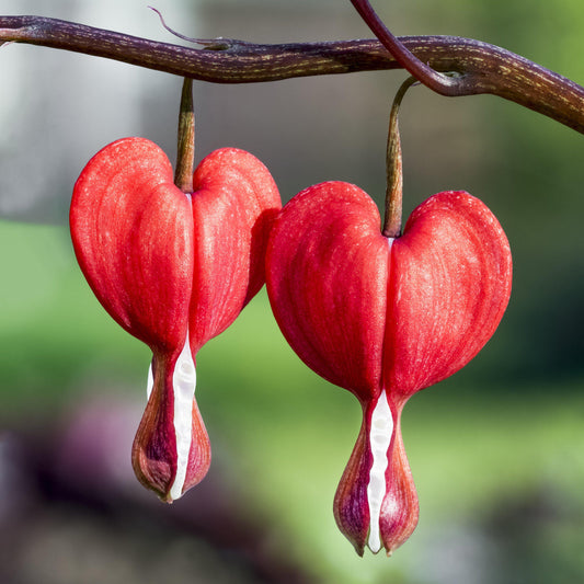 Dicentra Valentine Flowers