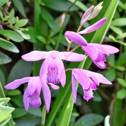 Bletilla Striata Flower