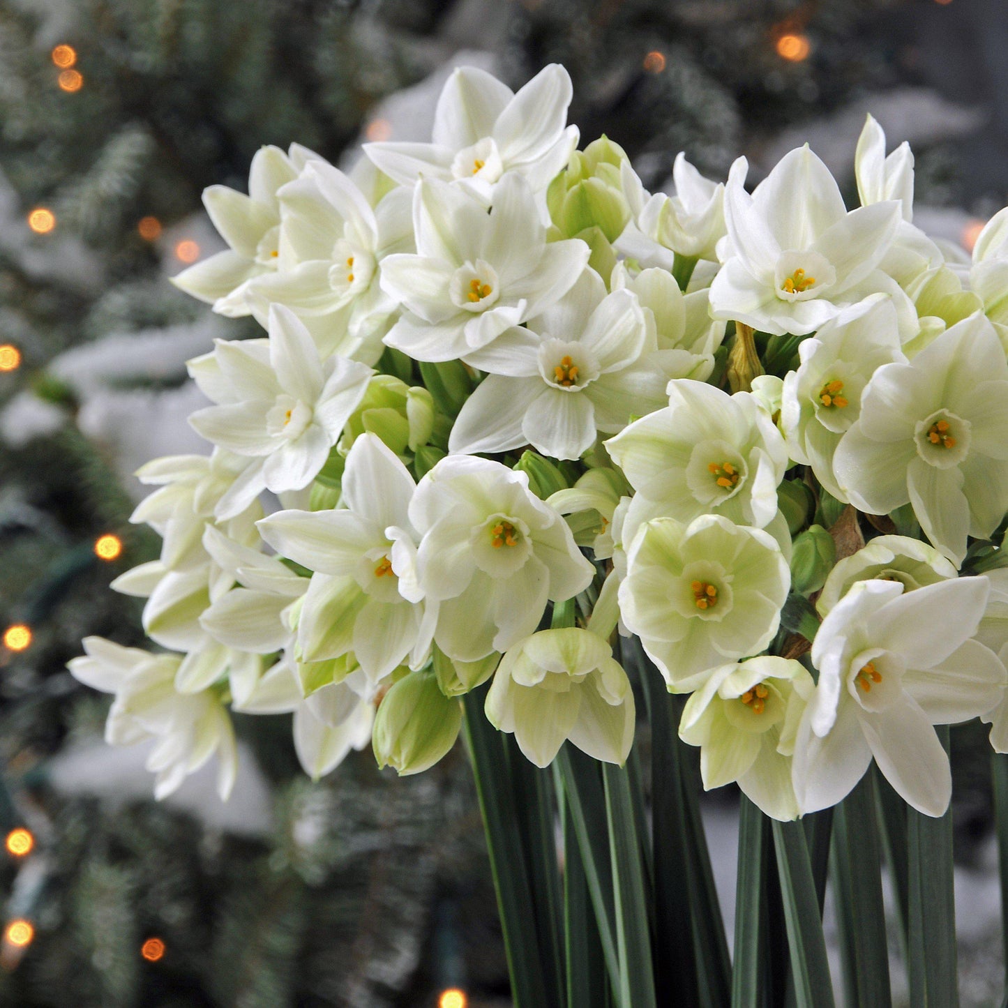 Narcissus - Paperwhite Ariel (17+ cm)