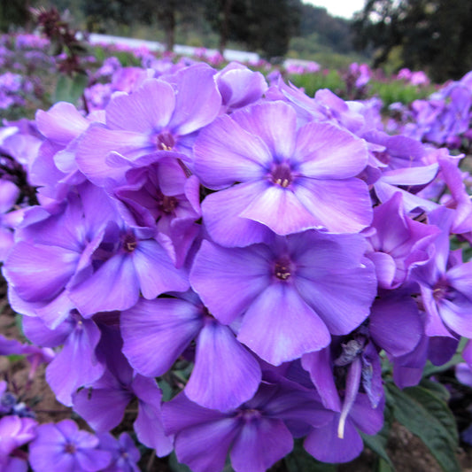 A Beautiful Cluster of "Blue Paradise" Phlox