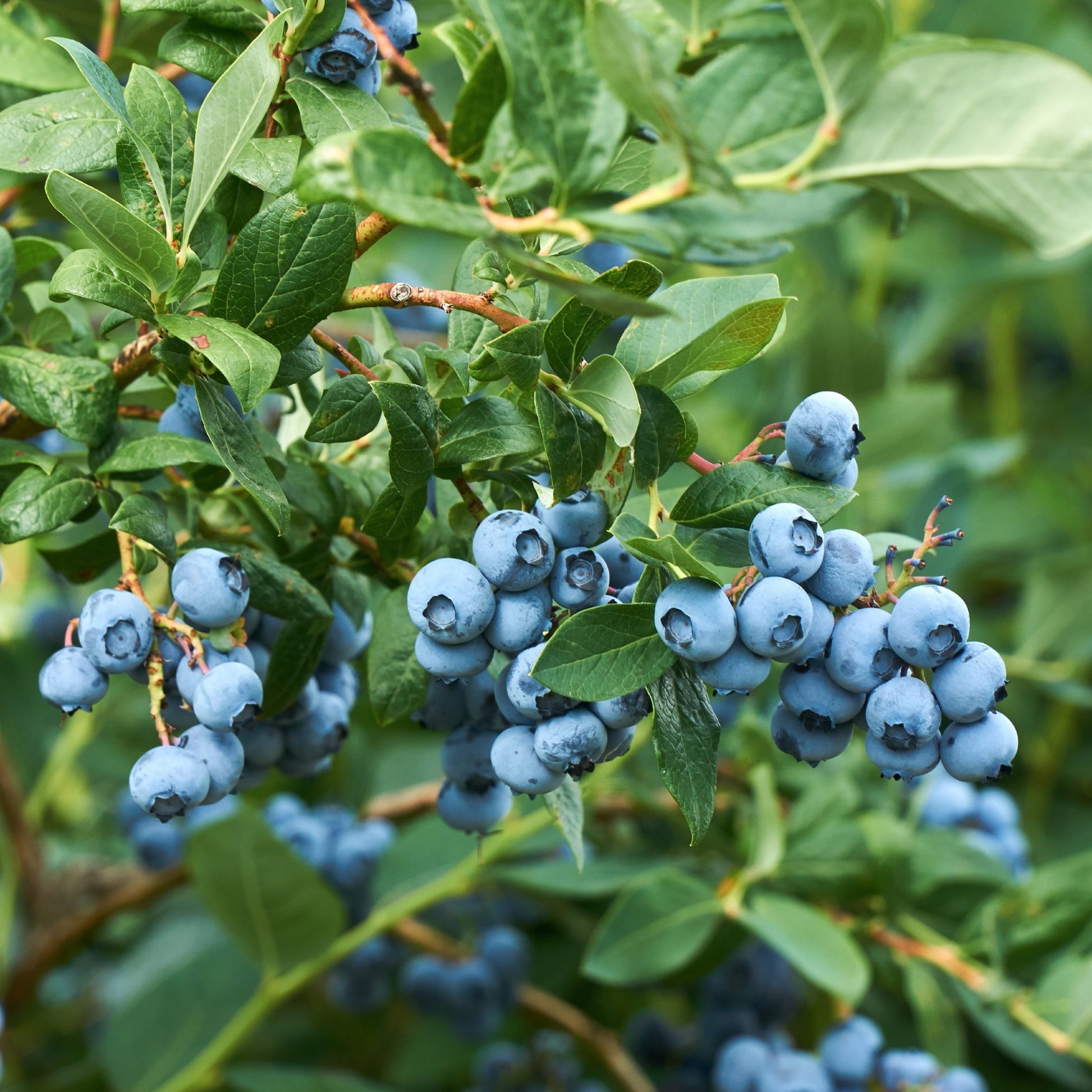 blueberries on the bush