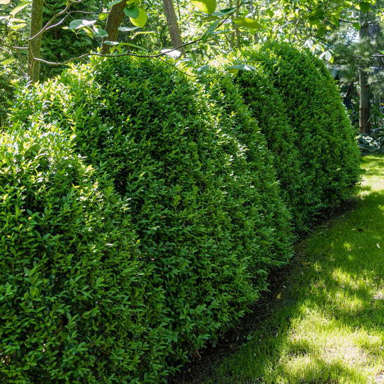 Bright Green Boxwood Hybrid Plants for Sale | Green Mountain – Easy To ...