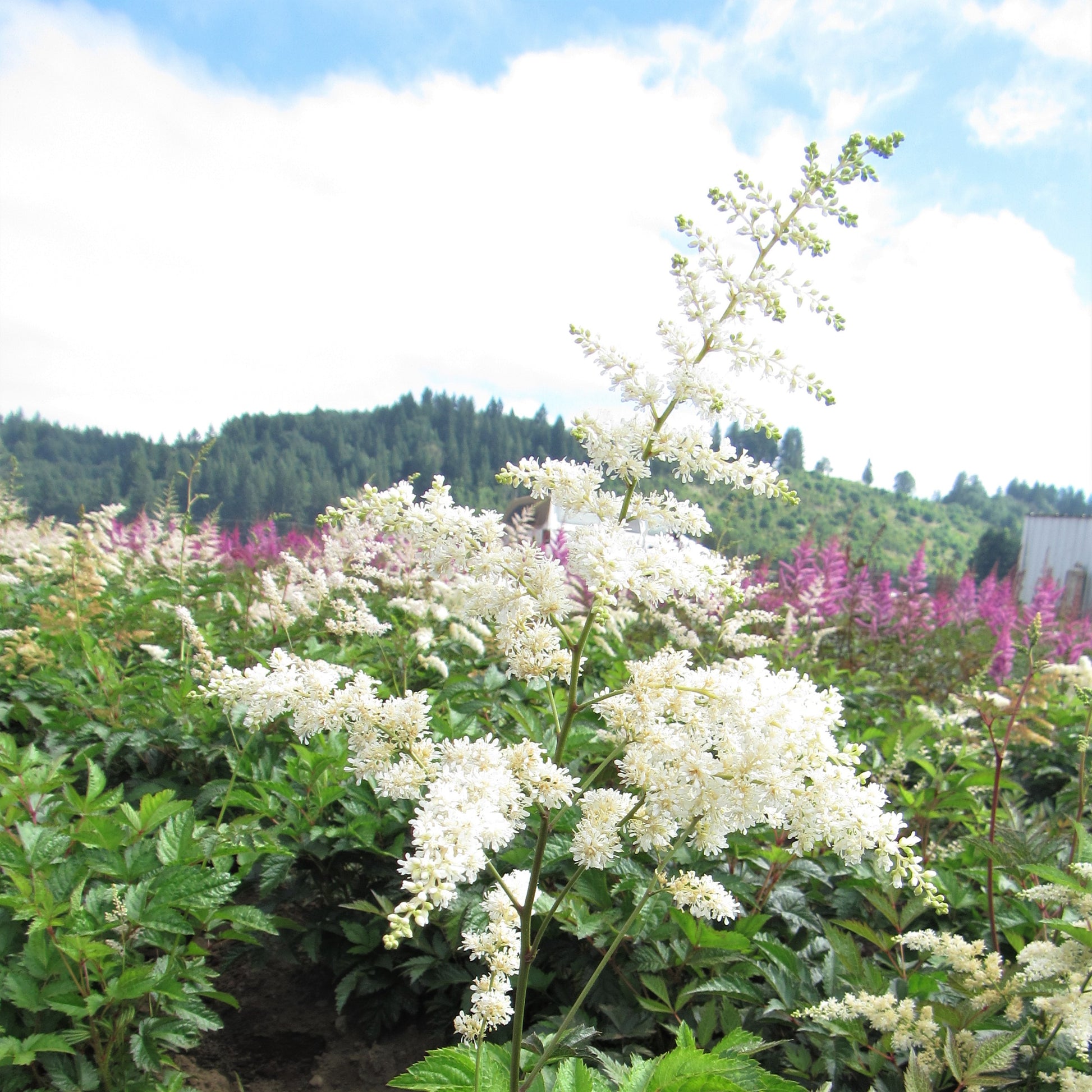 Bright White Astilbe