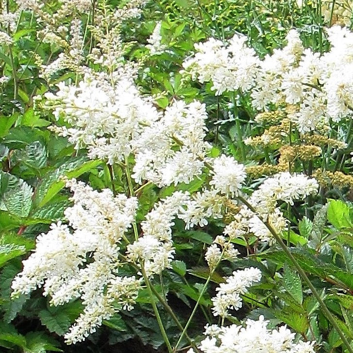 Fluffy White Astilbe