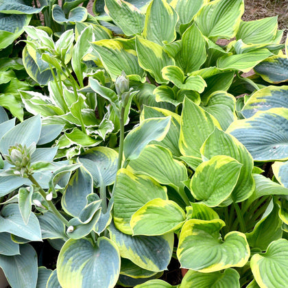 Mixed Hosta Plants For Sale | Made in the Shade Collection – Easy To ...