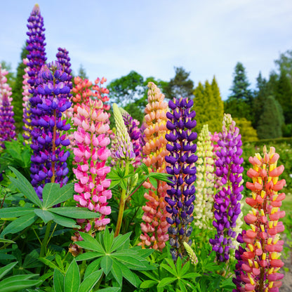 Multi color lupine flower mix