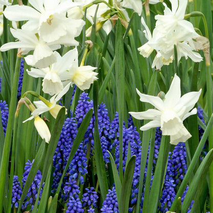 Muscari & Narcissus - Serenity Blend