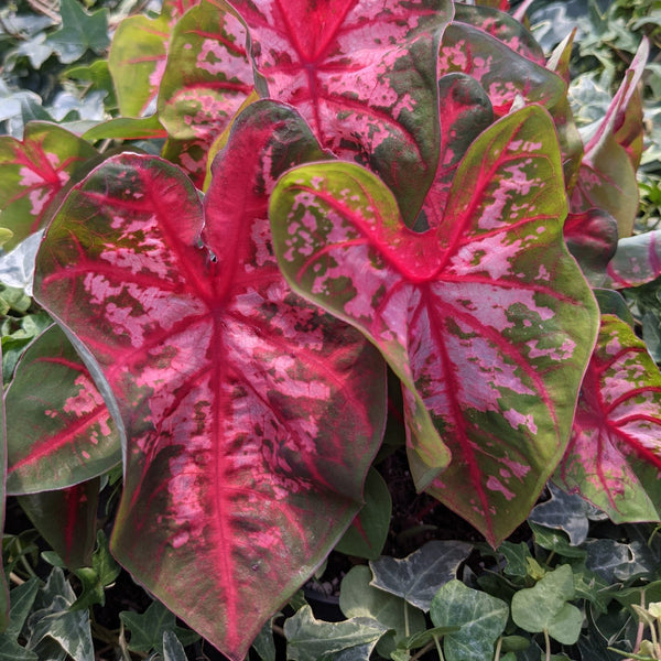 Caladium Bulbs For Sale – Easy To Grow Bulbs