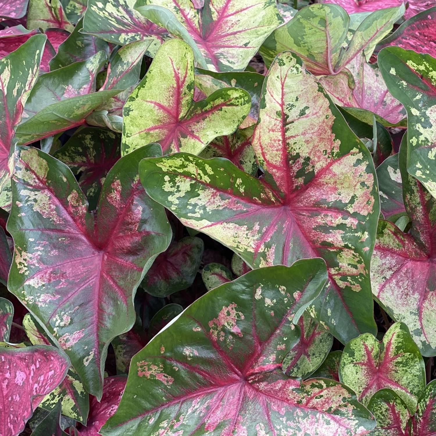 Caladium Flatter Me | 3 Large Caladium Bulbs – Easy To Grow Bulbs