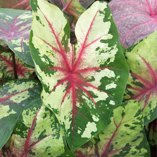 Caladium Flatter Me - Cream and Green splotching with pink veins