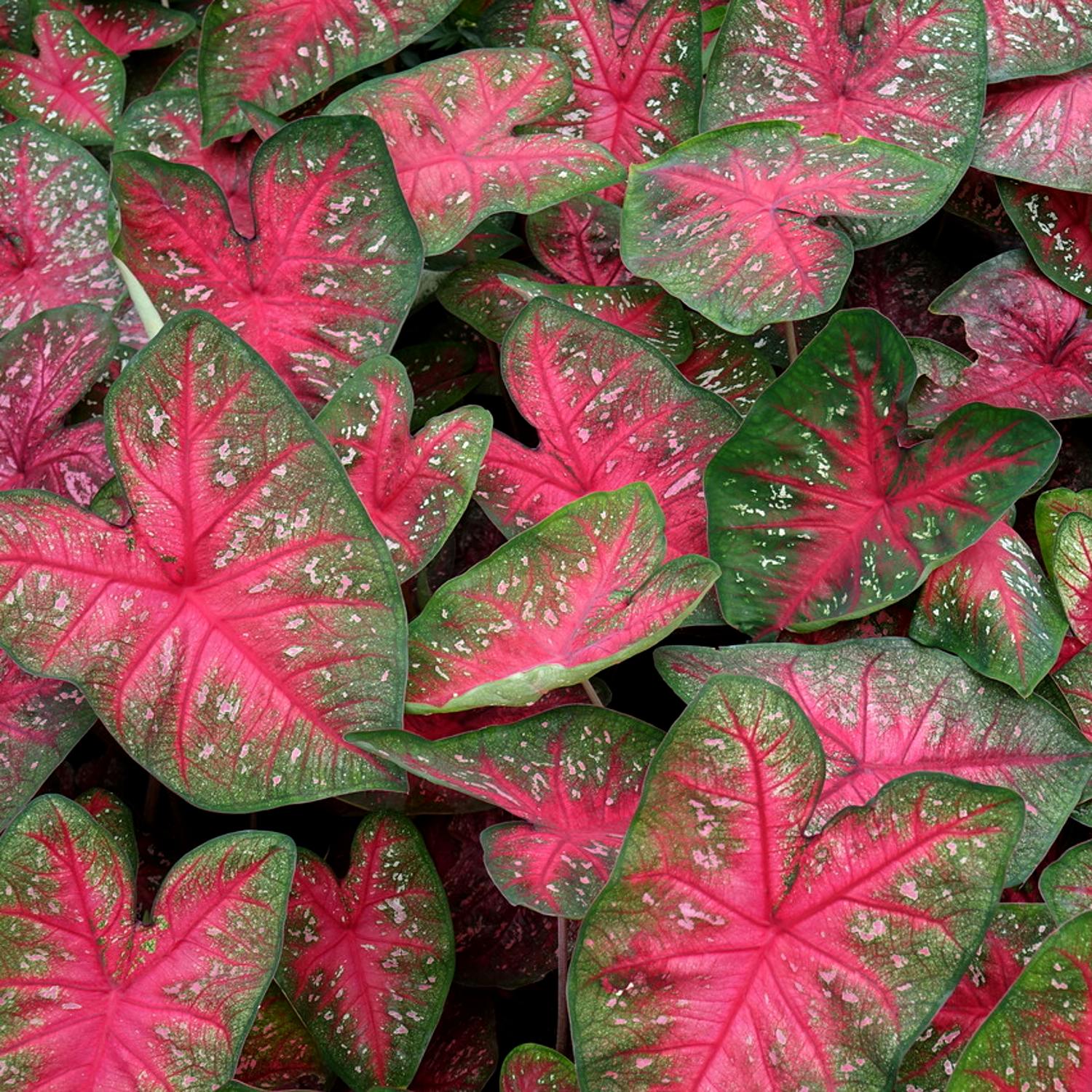 Stunning Pink Caladium Bulbs For Sale Online | Party Punch – Easy To ...