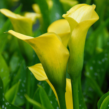 Gold Rush Calla