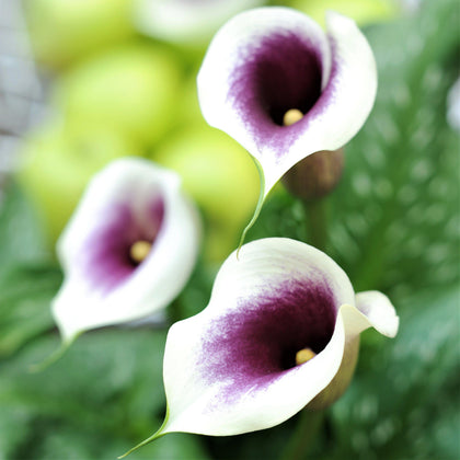 Purple & White Calla Lily Bulbs For Sale | Zantedeschia Picasso – Easy ...