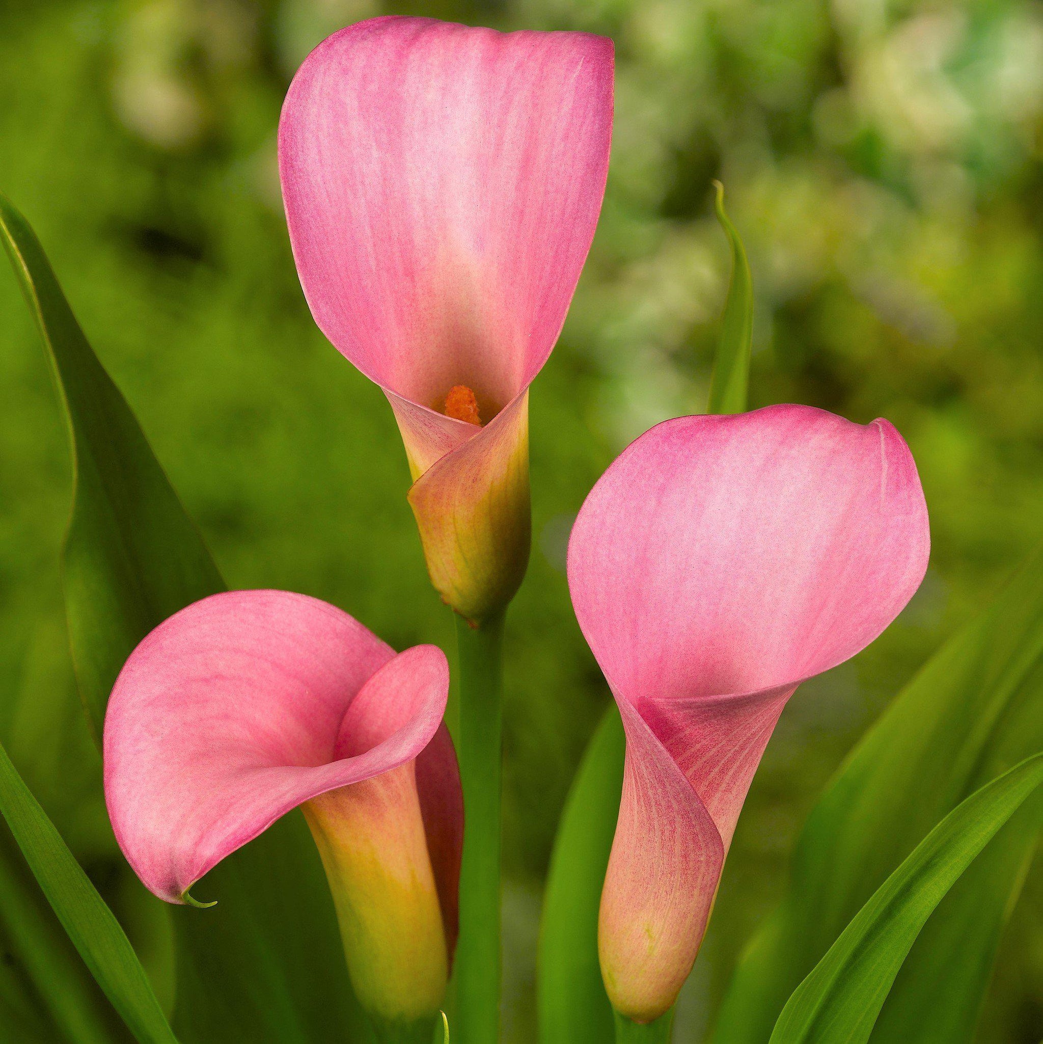 Pink Calla Lily Bulbs For Sale | Zantedeschia Pillow Talk – Easy To ...