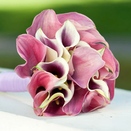 Calla - Romance Collection – Easy To Grow Bulbs