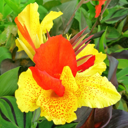 Bi-Color Flowering Canna | Canna Cleopatra – Easy To Grow Bulbs