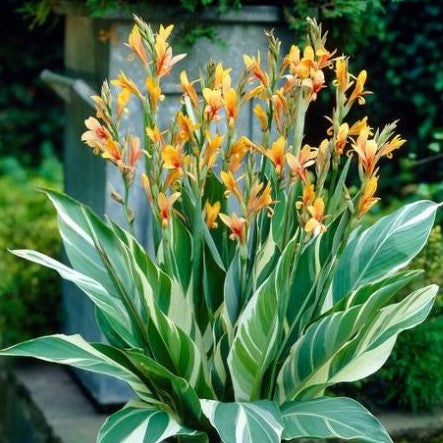 Canna Stuttgart