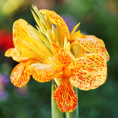 Orange-Red speckles on Yellow blooms Canna Tenerife