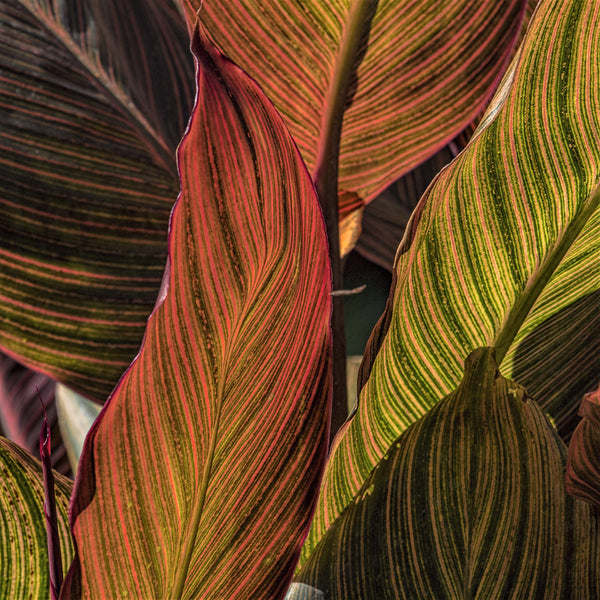 Orange & Purple Cannas for Sale | Canna Tropicanna® – Easy To Grow Bulbs