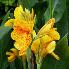 Canna Bulbs for Sale | Easy to Grow™ – Easy To Grow Bulbs