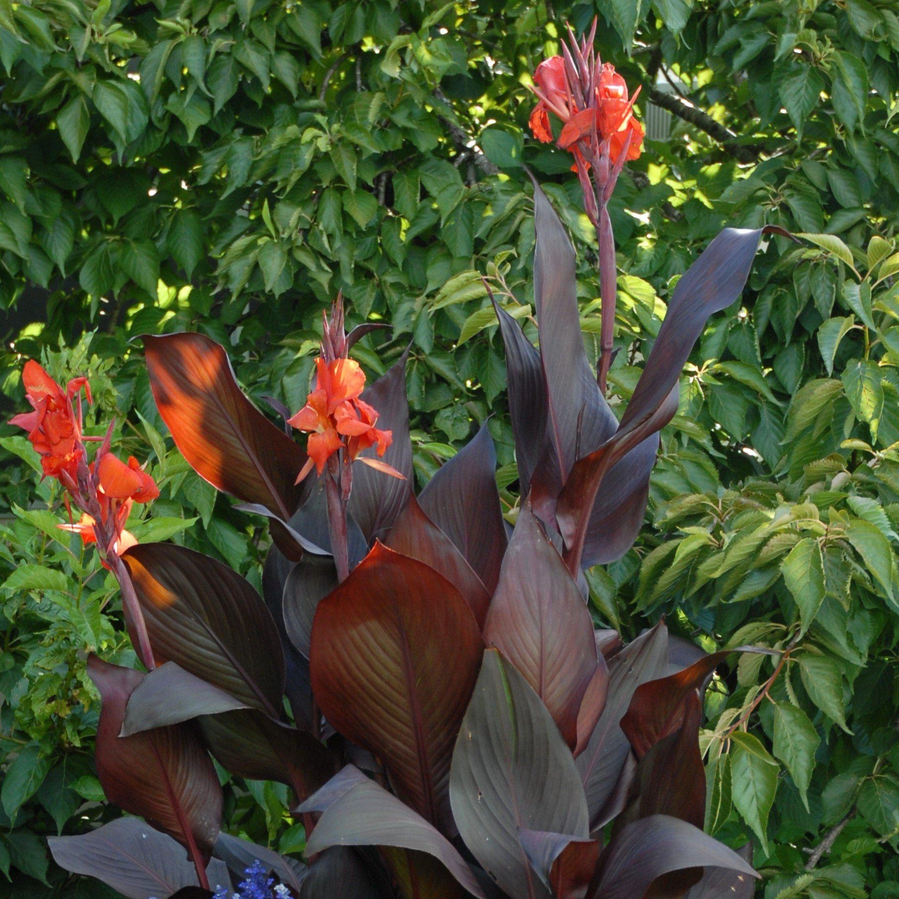 Canna tropicanna black