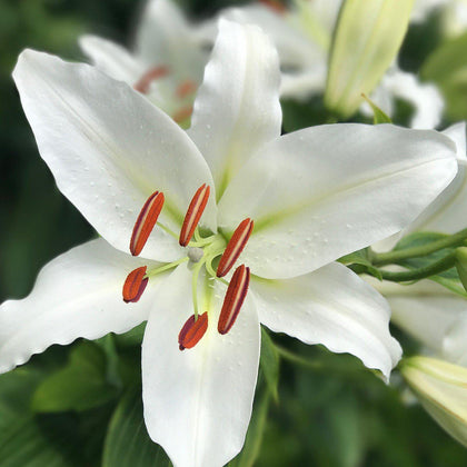 Fragrant White Oriental Lily Bulbs for Sale Online | Casa Blanca – Easy ...