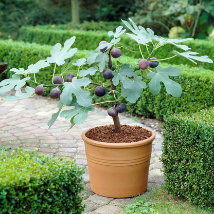 Chicago hardy fig in container