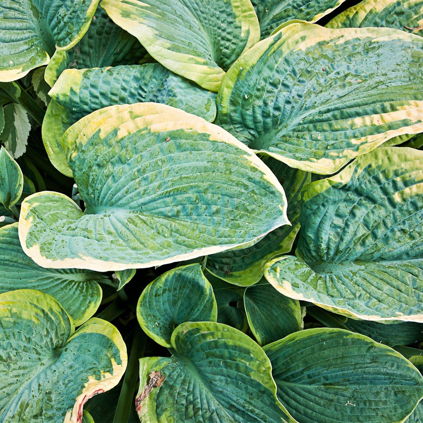 Leaves of Hosta Christmas Tree